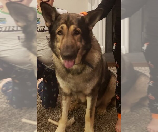 Medium Photo #1 German Shepherd Dog Puppy For Sale in Winston Salem, NC, USA