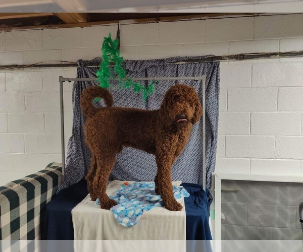 Medium Photo #1 Poodle (Standard) Puppy For Sale in ROCKY MOUNT, VA, USA