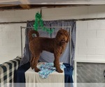 Small Photo #1 Poodle (Standard) Puppy For Sale in ROCKY MOUNT, VA, USA