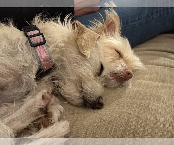 Medium Photo #6 Chihuahua-Unknown Mix Puppy For Sale in San Jose, CA, USA