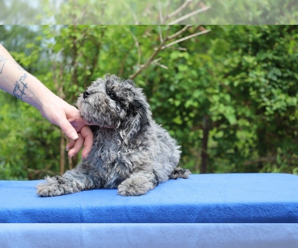 Medium Photo #11 Poodle (Toy) Puppy For Sale in DYERSBURG, TN, USA