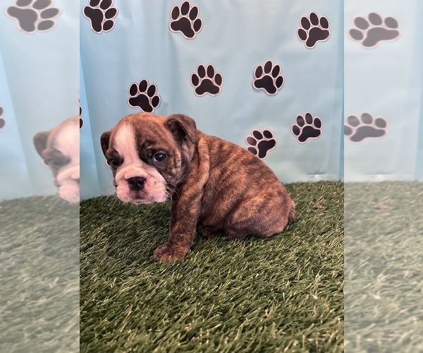 Medium Photo #9 Bulldog Puppy For Sale in BOWLING GREEN, KY, USA
