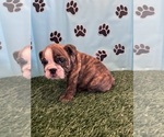 Small #8 Bulldog