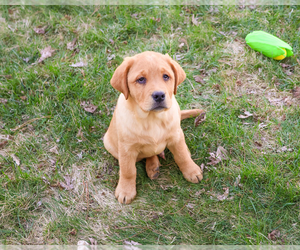 Medium Photo #6 Labrador Retriever Puppy For Sale in SYRACUSE, IN, USA