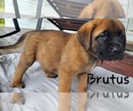 Puppy Puppy 1 Brutus Mastiff