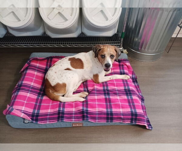 Medium Photo #2 Mutt Puppy For Sale in oakland, FL, USA