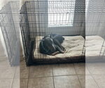 Small #8 Doberman Pinscher
