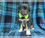 Small #4 Miniature Australian Shepherd