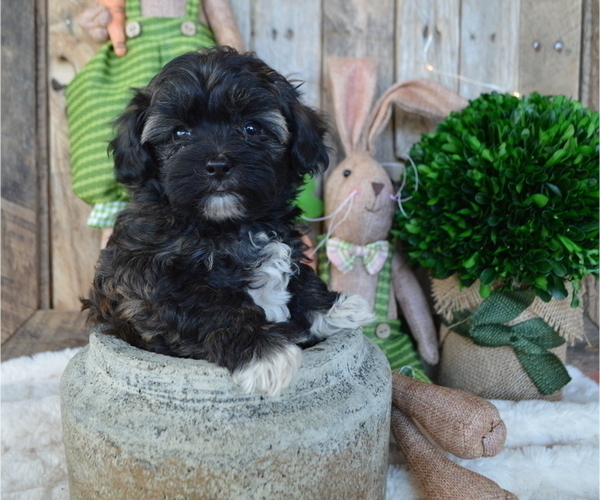 Medium Photo #1 Poodle (Miniature)-Shorkie Tzu Mix Puppy For Sale in HONEY BROOK, PA, USA