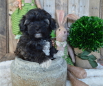 Small Photo #1 Poodle (Miniature)-Shorkie Tzu Mix Puppy For Sale in HONEY BROOK, PA, USA
