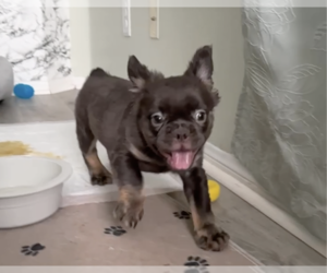 Medium French Bulldog
