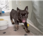 Puppy Puppy 3 French Bulldog