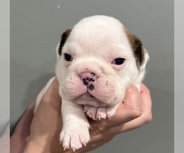 Medium Photo #31 English Bulldog Puppy For Sale in EVEREST, KS, USA