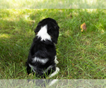 Small #9 Cocker Spaniel
