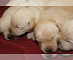 Small Photo #3 Labrador Retriever Puppy For Sale in BARDSTOWN, KY, USA