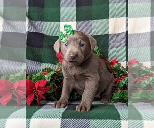 Labrador Retriever Puppy for sale in NOTTINGHAM, PA, USA