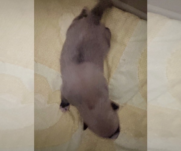 Medium Photo #12 Pomsky Puppy For Sale in LOVELAND, CO, USA