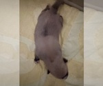 Small #11 Pomsky