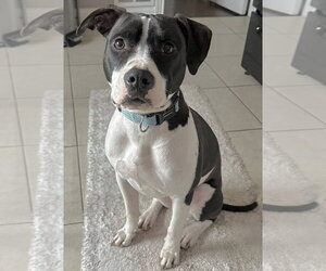 American Pit Bull Terrier-Unknown Mix Dogs for adoption in Germantown, OH, USA