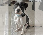 Small American Pit Bull Terrier Mix