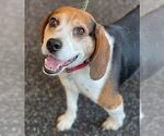 Small #2 Beagle