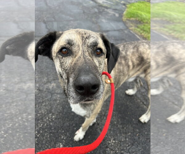 Medium Photo #3 Anatolian Shepherd-Unknown Mix Puppy For Sale in Rootstown, OH, USA