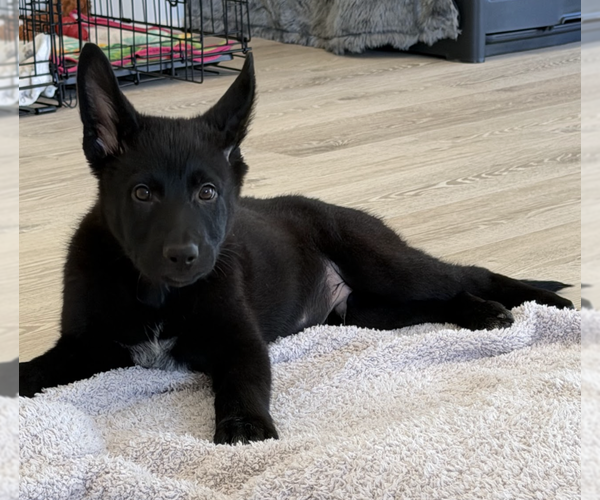 Medium Photo #12 German Shepherd Dog-Unknown Mix Puppy For Sale in Brooklyn, NY, USA