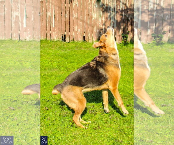 Medium Photo #16 Mutt Puppy For Sale in Lockport, NY, USA