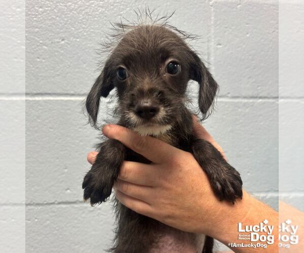 Medium Photo #1 Mutt Puppy For Sale in Washington, DC, USA