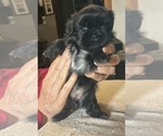 Puppy Mitzy Shih Tzu