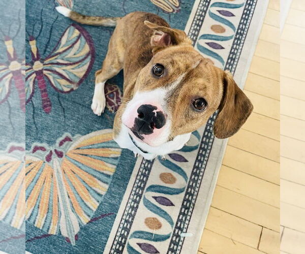 Medium Photo #1 Doxle Puppy For Sale in Princeton, MN, USA