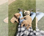 Small #2 Goldendoodle (Miniature)