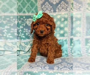 Cockapoo-Poodle (Miniature) Mix Puppy for sale in LANCASTER, PA, USA