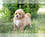 Small Photo #13 Maltipoo Puppy For Sale in WARSAW, IN, USA