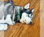Small #5 Huskies  Mix