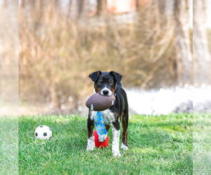 Mutt Dogs for adoption in Unionville, PA, USA