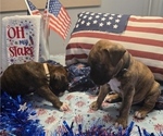 Small #9 Boxer