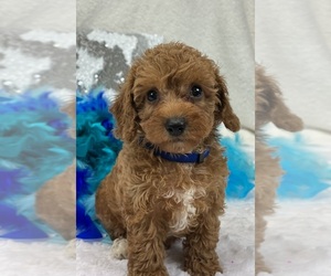 Goldendoodle (Miniature) Puppy for sale in BULLARD, TX, USA