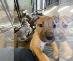 Small Photo #26 American Pit Bull Terrier Puppy For Sale in TACOMA, WA, USA