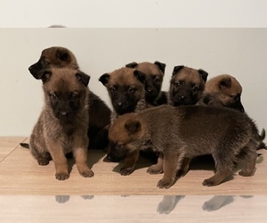 Malinois Puppy for sale in CHICAGO, IL, USA