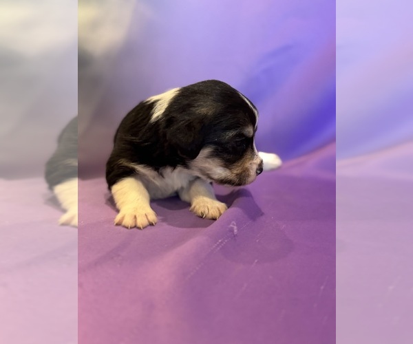 Medium Photo #12 Corgipoo Puppy For Sale in LONGMONT, CO, USA
