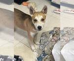Small #2 Shiba Inu Mix