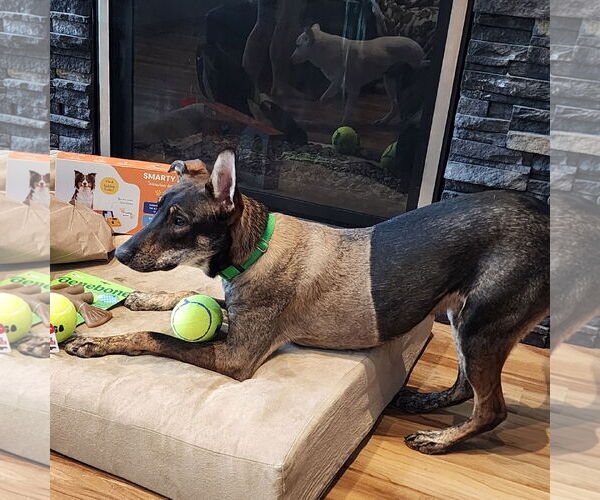 Medium Photo #2 Mutt Puppy For Sale in Fargo, ND, USA