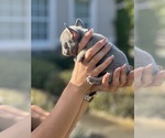 Small Photo #2 French Bulldog Puppy For Sale in NEW SMYRNA BEACH, FL, USA