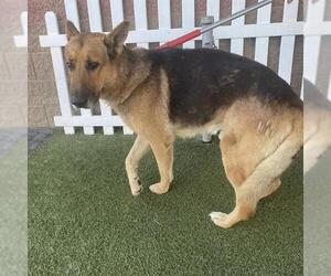 German Shepherd Dog Dogs for adoption in Modesto, CA, USA