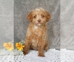 Small Photo #1 Miniature Labradoodle Puppy For Sale in FREDERICKSBG, OH, USA