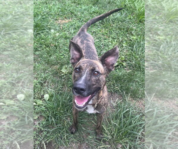 Medium Photo #1 Holland Shepherd-Unknown Mix Puppy For Sale in Brewster, NY, USA