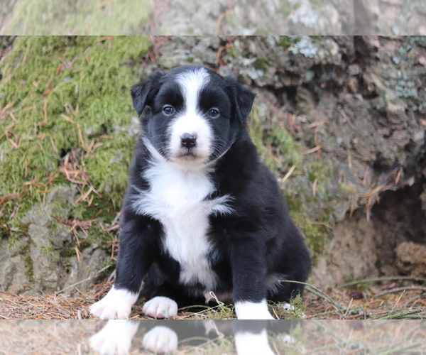 Medium Photo #1 Miniature Australian Shepherd Puppy For Sale in CHEHALIS, WA, USA