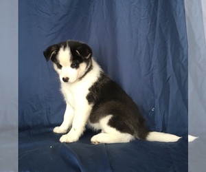 Pomsky-Siberian Husky Mix Puppy for sale in CLARE, MI, USA