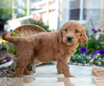Small Photo #16 Goldendoodle Puppy For Sale in KIRKWOOD, PA, USA